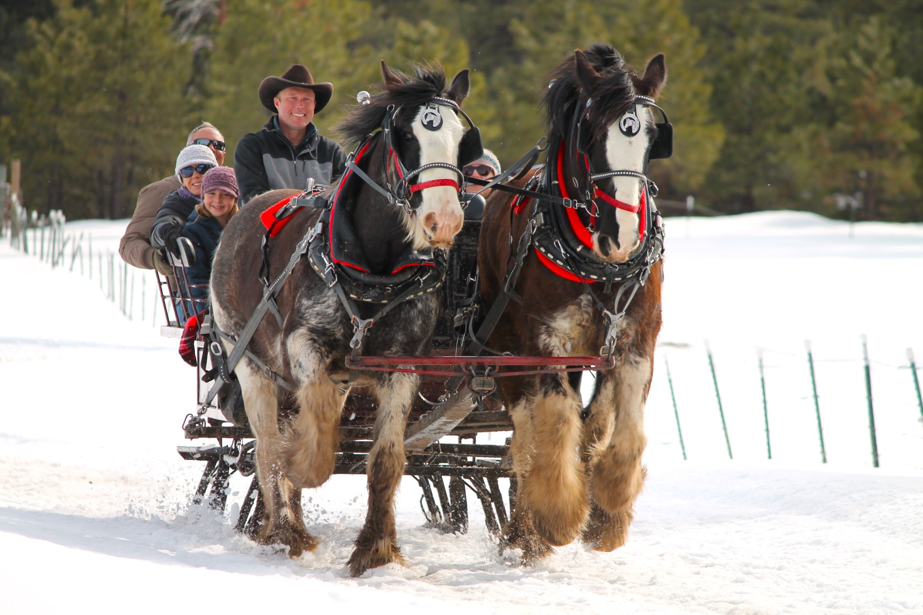 dashing through the snow with buckaroos photo