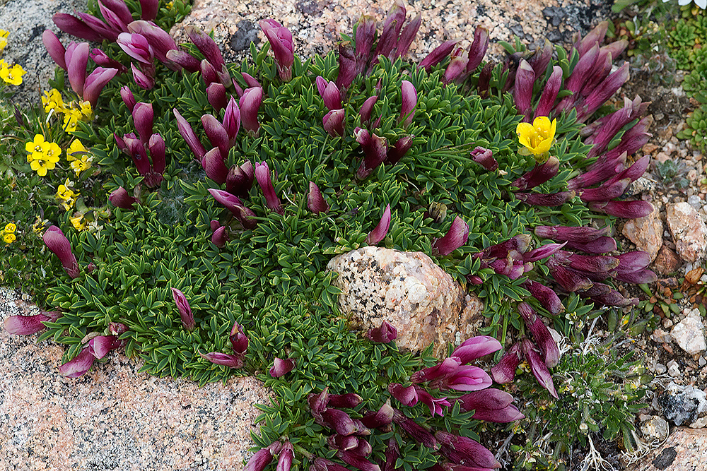 purple flowers blanketing the rocks at betty ford alpine gardens photo 16