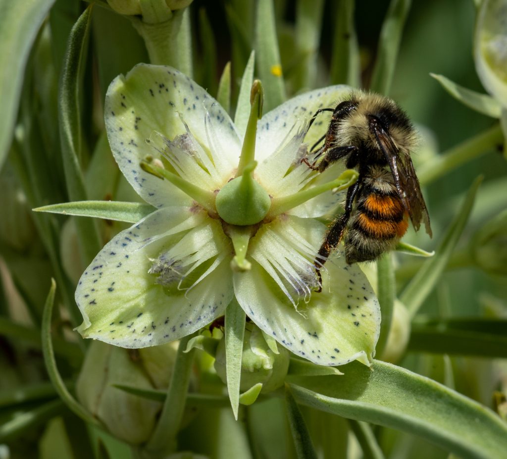 pollinator on summer bloom at free yoga session at betty ford alpine gardens photo 15