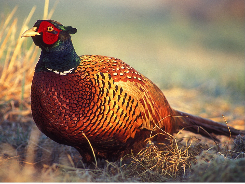 sterling is one of the best pheasant hunting towns in america! photo