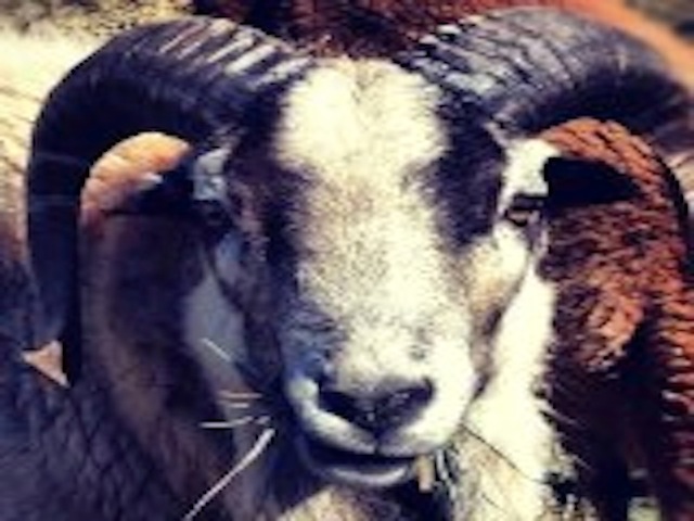 blackbelly catering photo