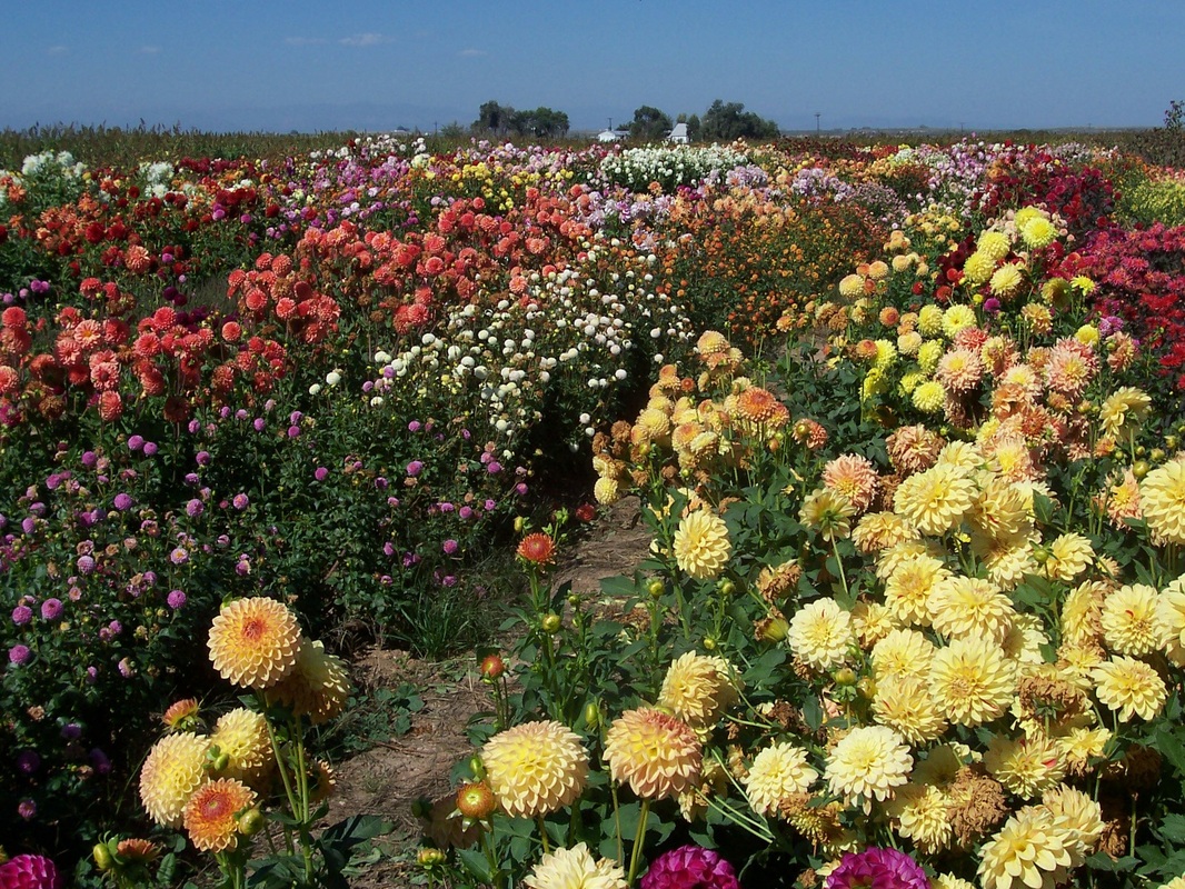 arrowhead dahlias photo