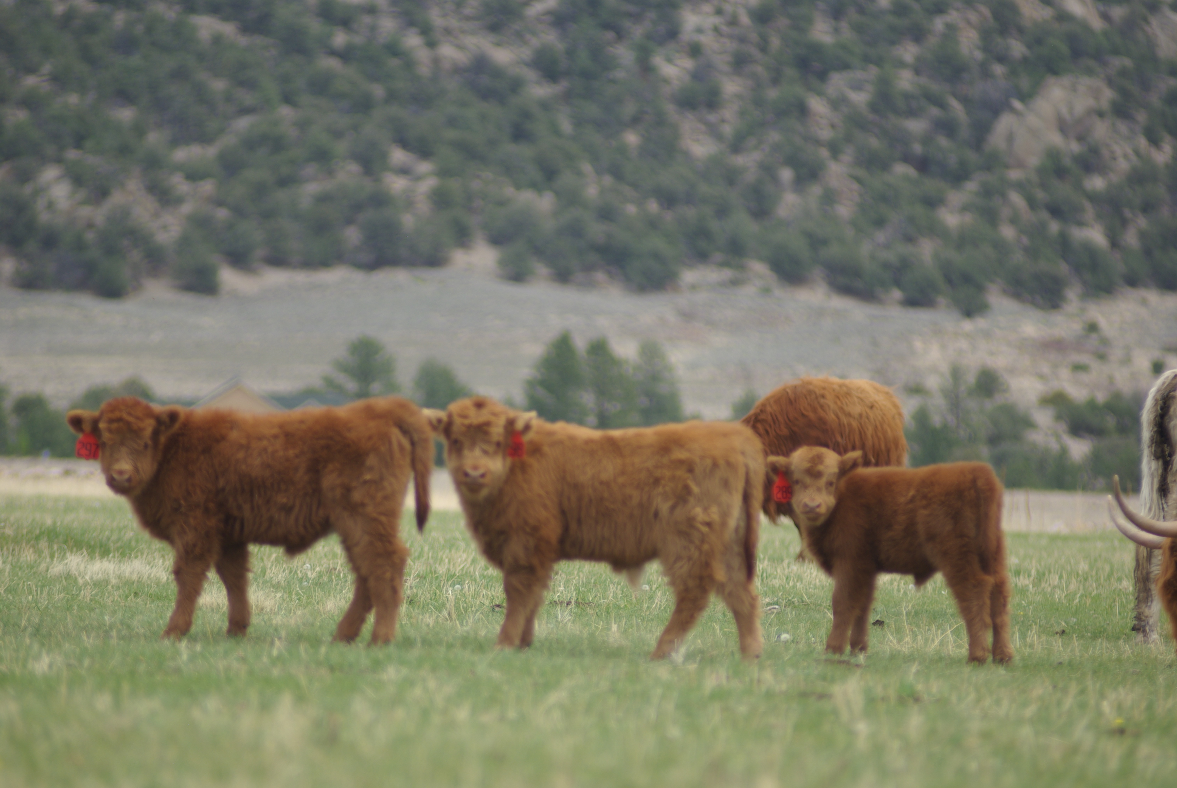 arrowpoint cattle company photo