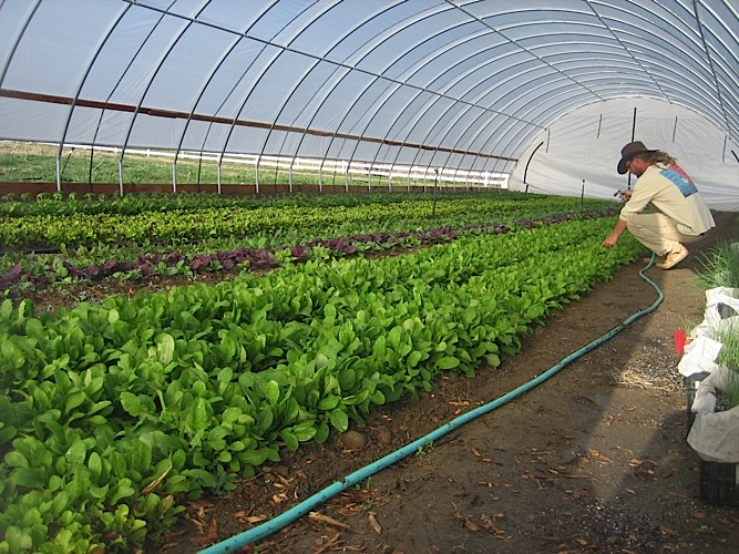 aspen moon farm photo