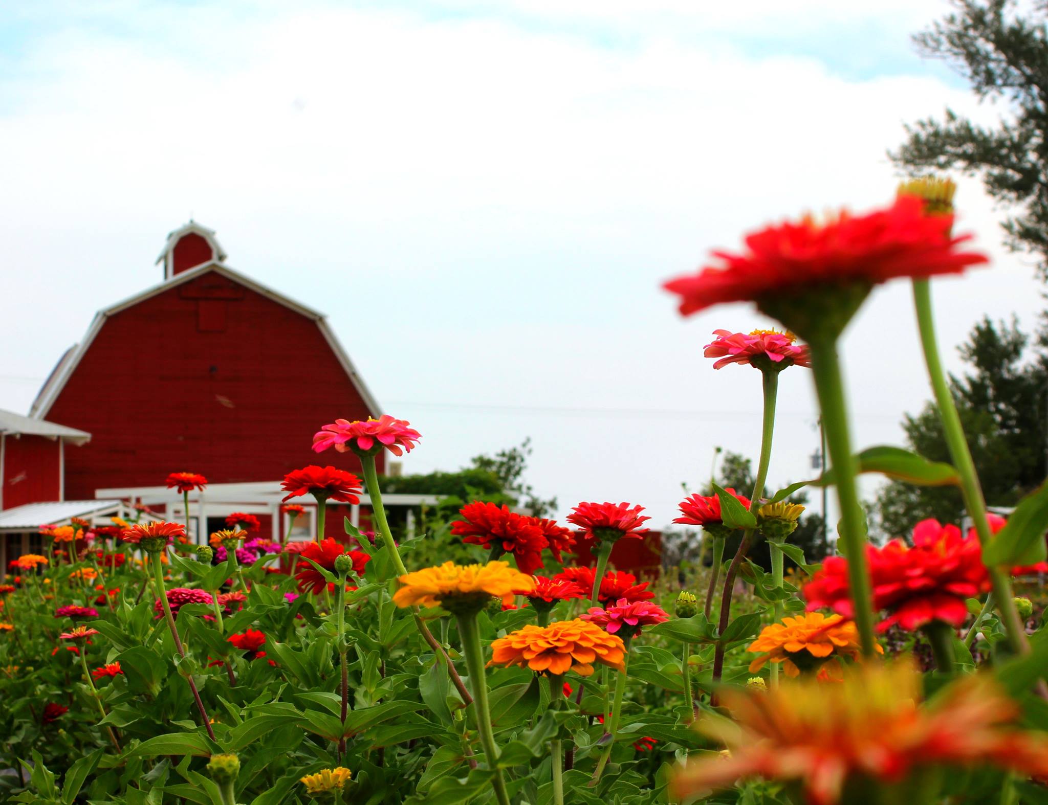 berry patch farms in brighton photo
