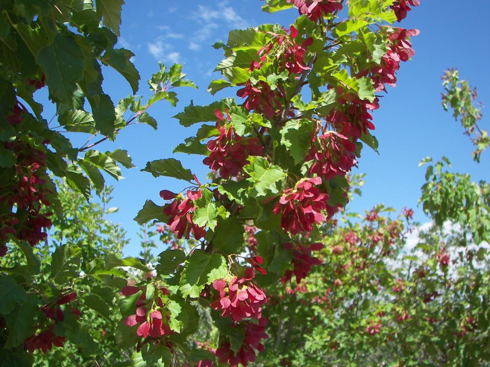 bingham hill farms photo