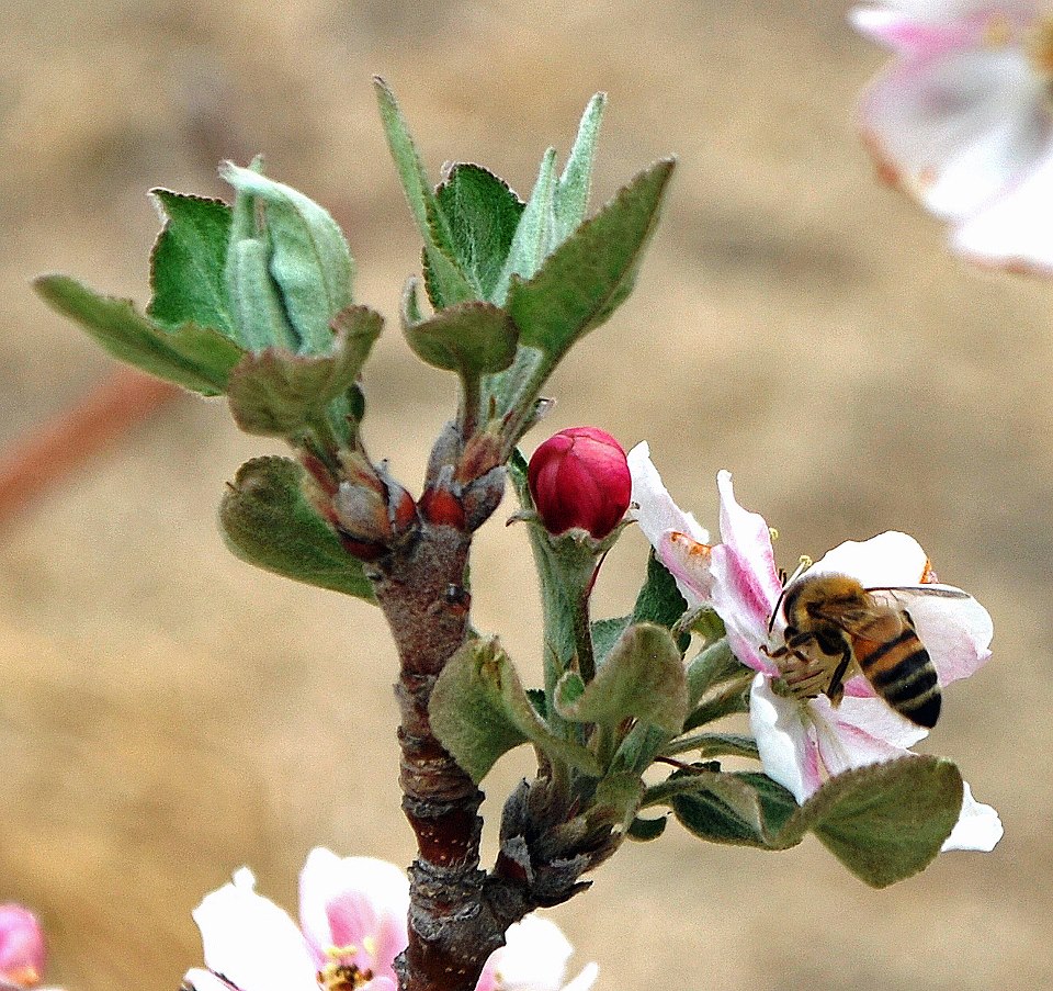blue raven farm photo