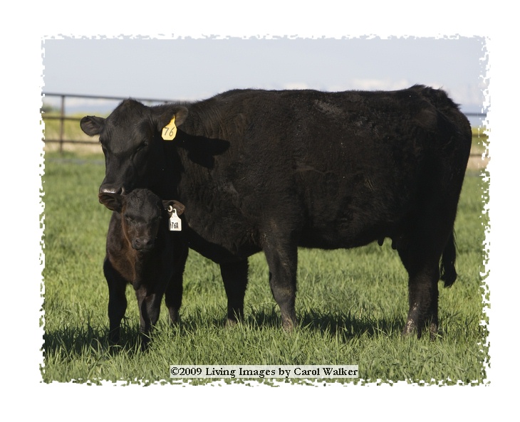 blue sky farm (natural angus) photo