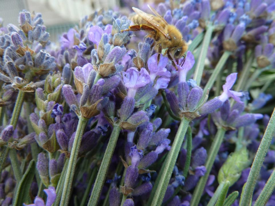 busy bee lavender farm photo