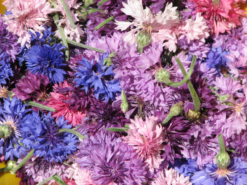 colorado aromatics farm photo