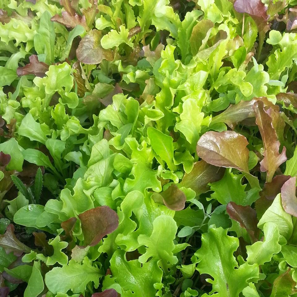 salad mix. photo