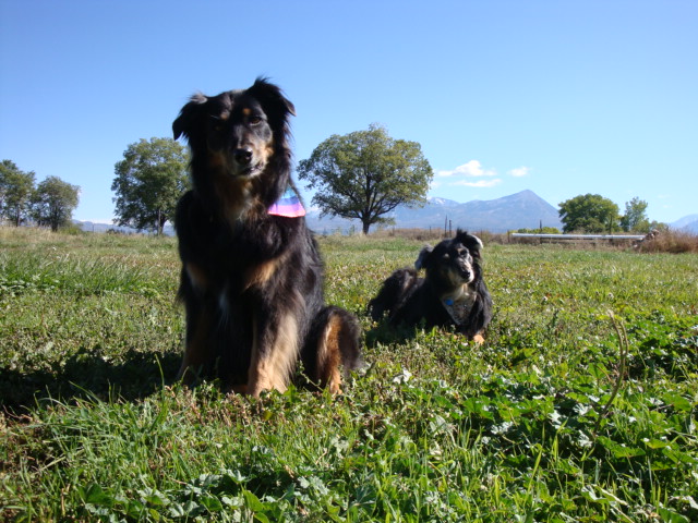 the dancing dogs photo