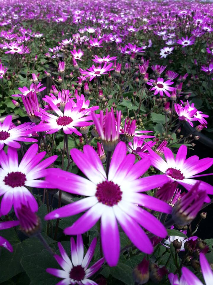 dutch heritage gardens photo