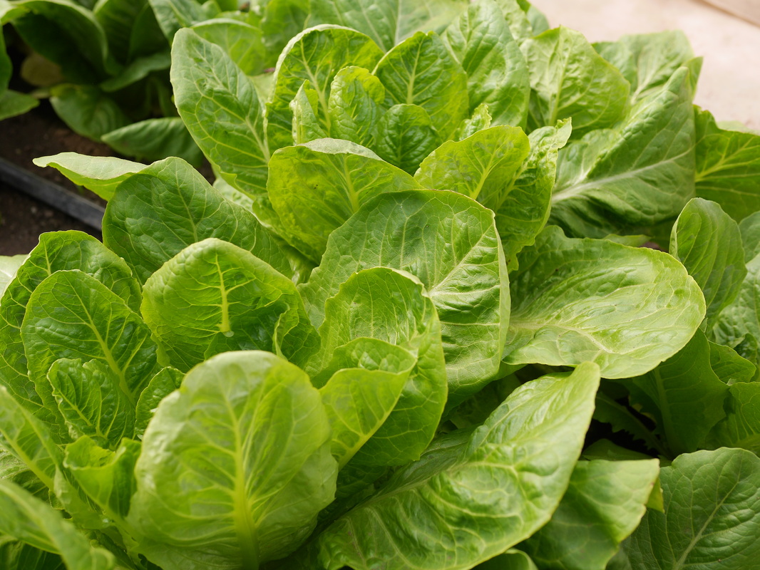 eden valley farm photo