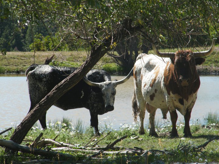el dorado cattle company photo