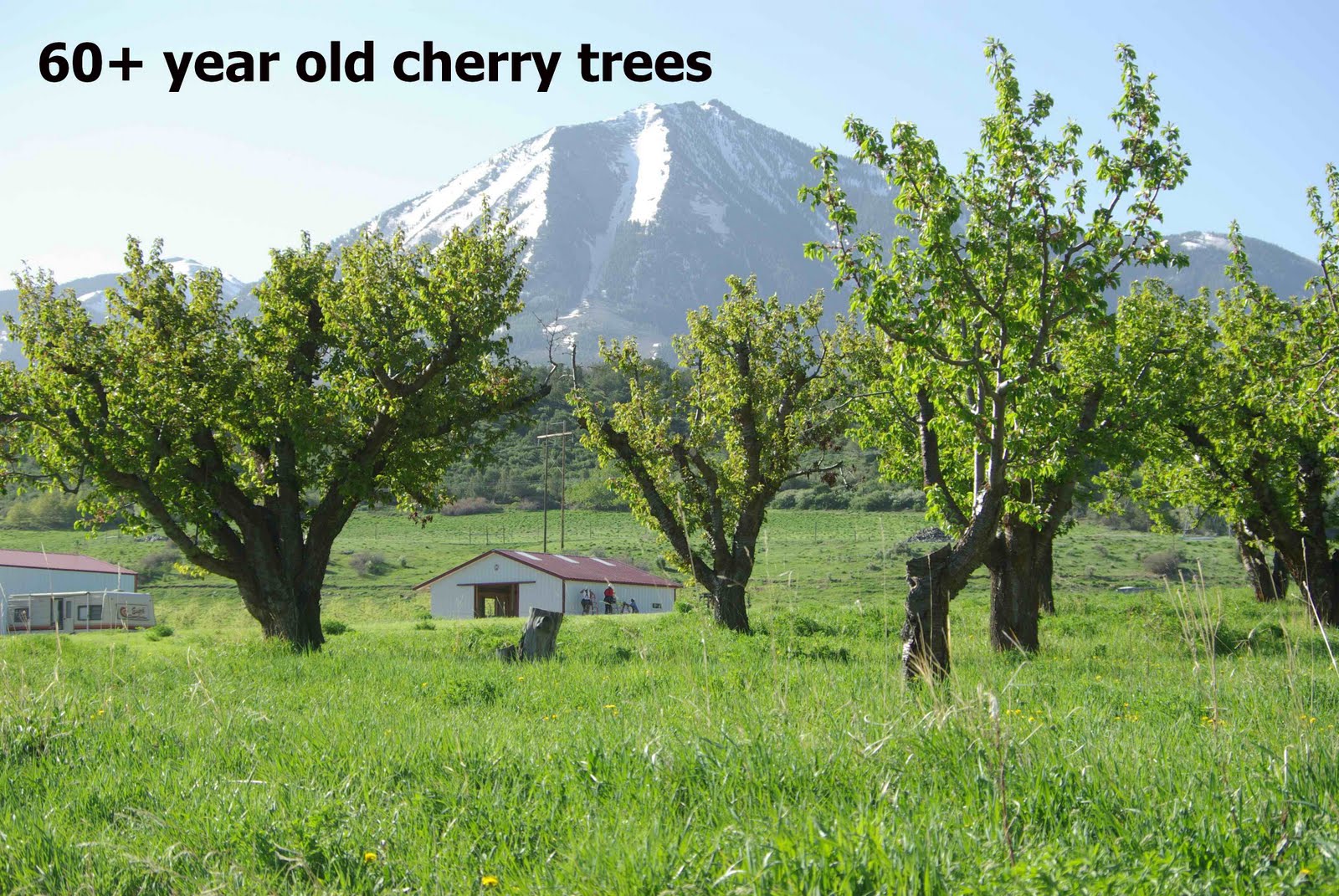 excelsior orchards photo