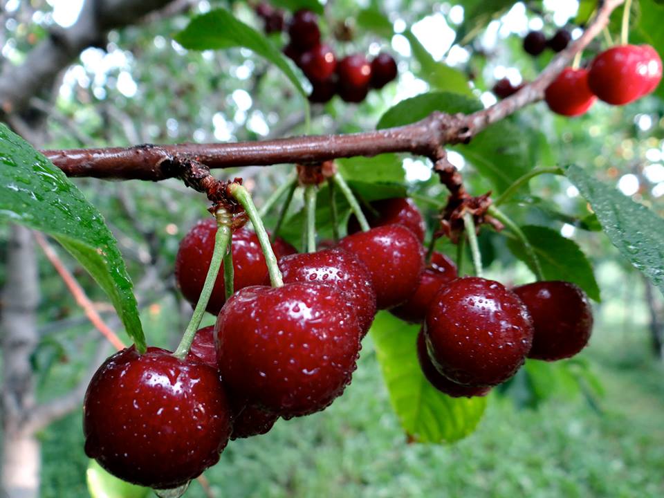 first fruits organic farms photo