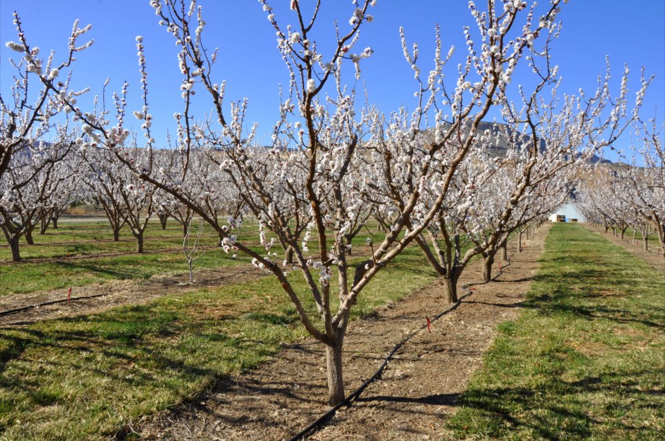 forte farms inc. photo