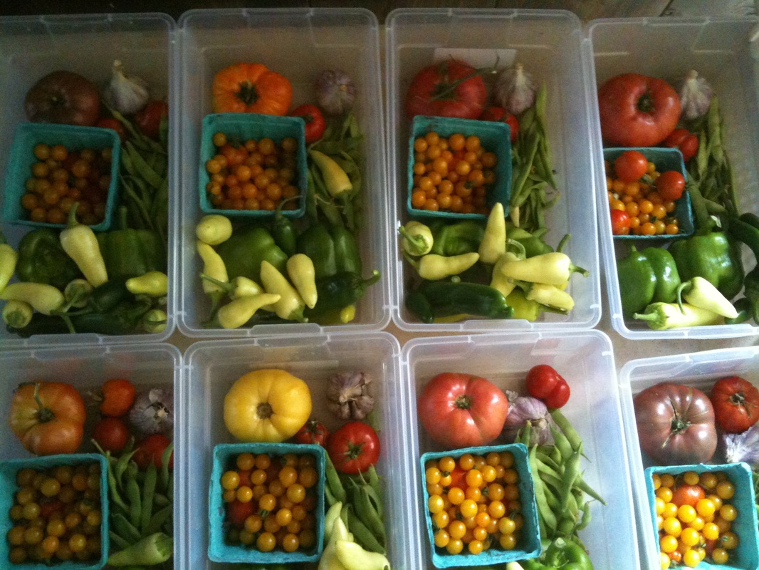 green dog farm photo