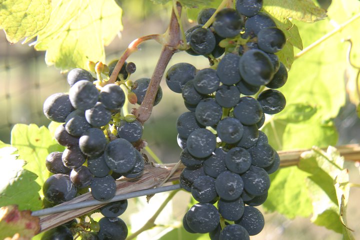 gubbini winery photo