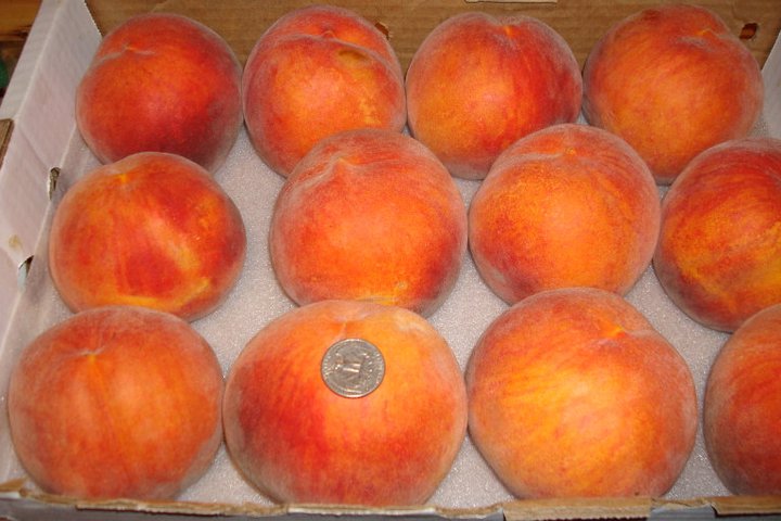 harry's peaches photo