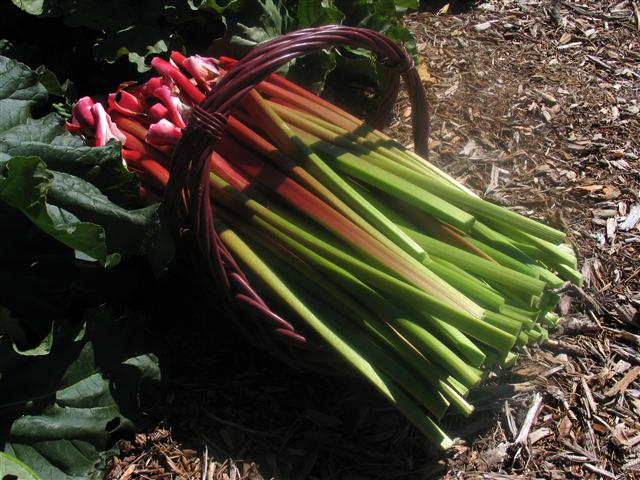high altitude rhubarb--organic farm & nursery photo