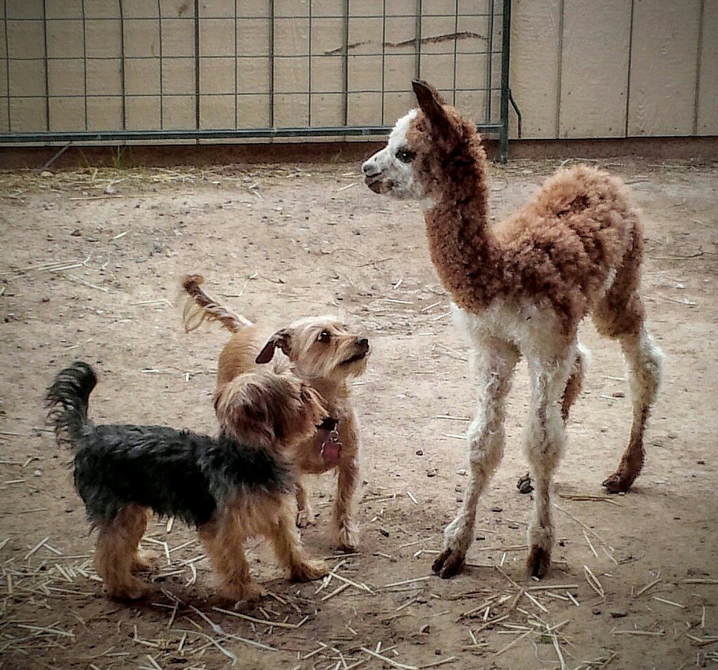 splash, tank and jessie photo