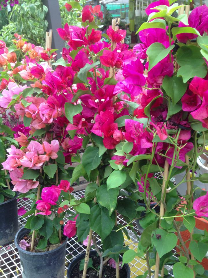 jensen's flower & gardens photo