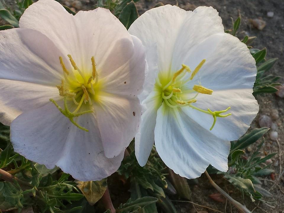 just what grows gardens photo