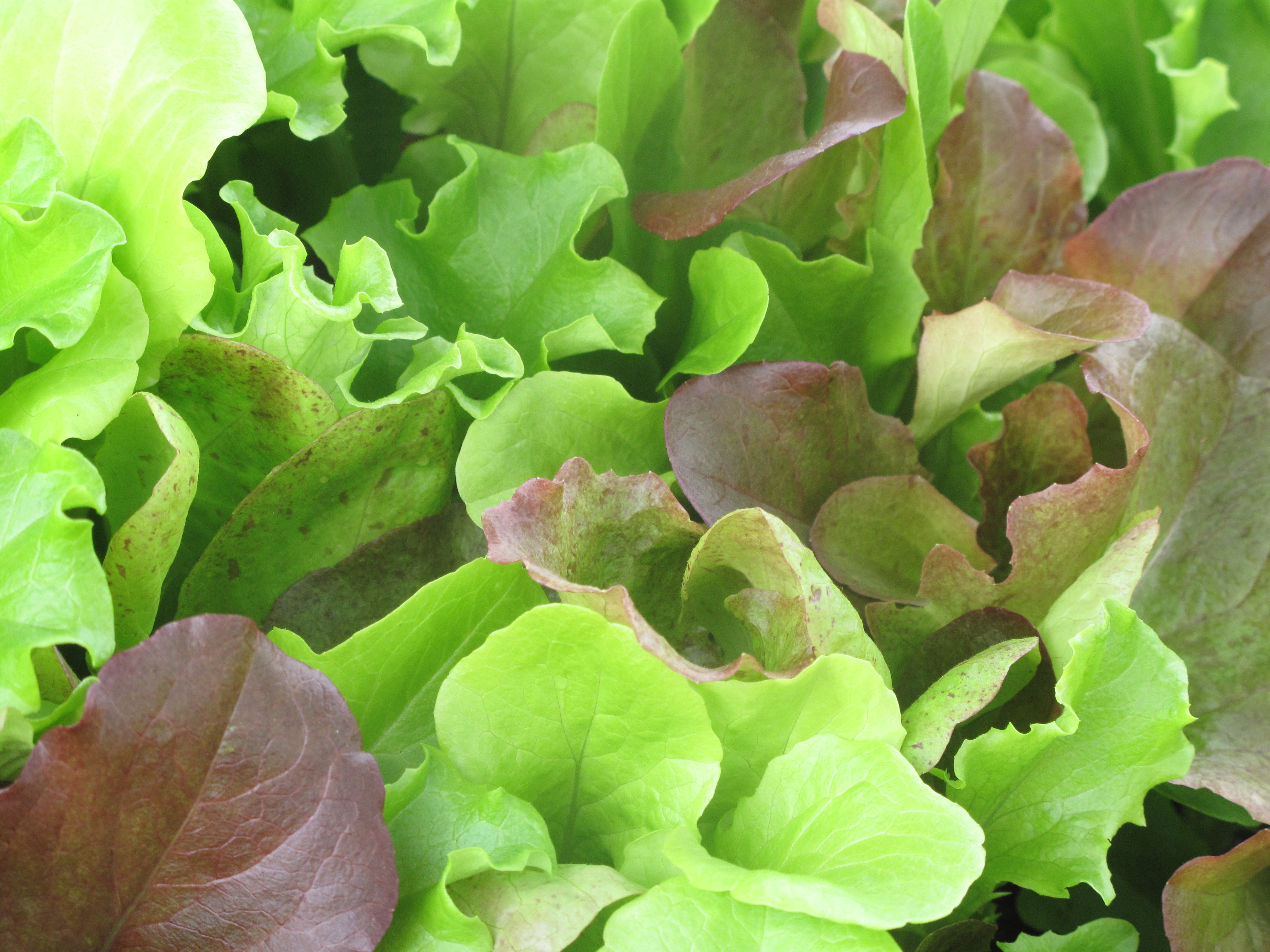 leffler family farms photo