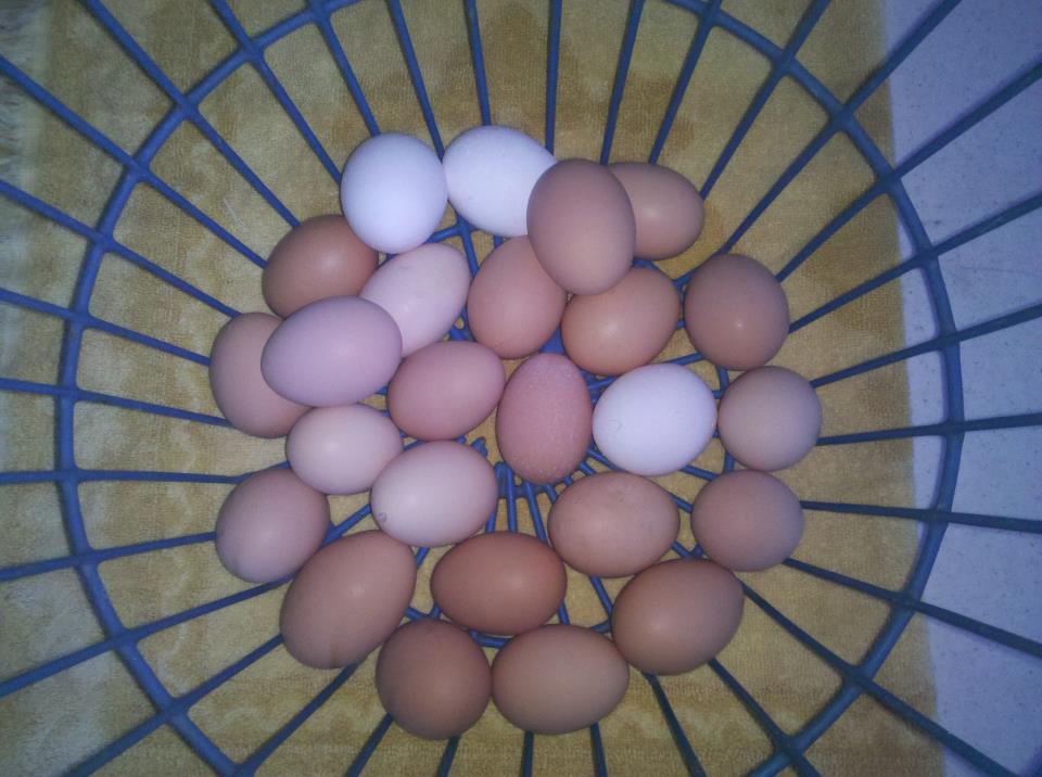 lindahl family farm photo