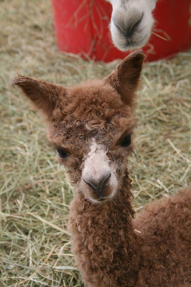 mountain sky ranch photo