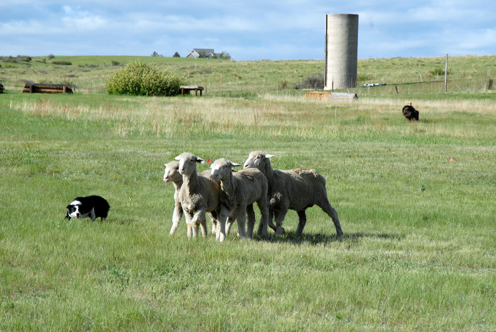 mth farm (natural lamb) photo