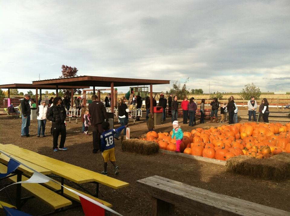 northern colorado corn maze photo