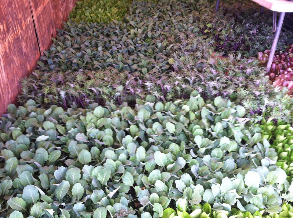 oxford gardens photo