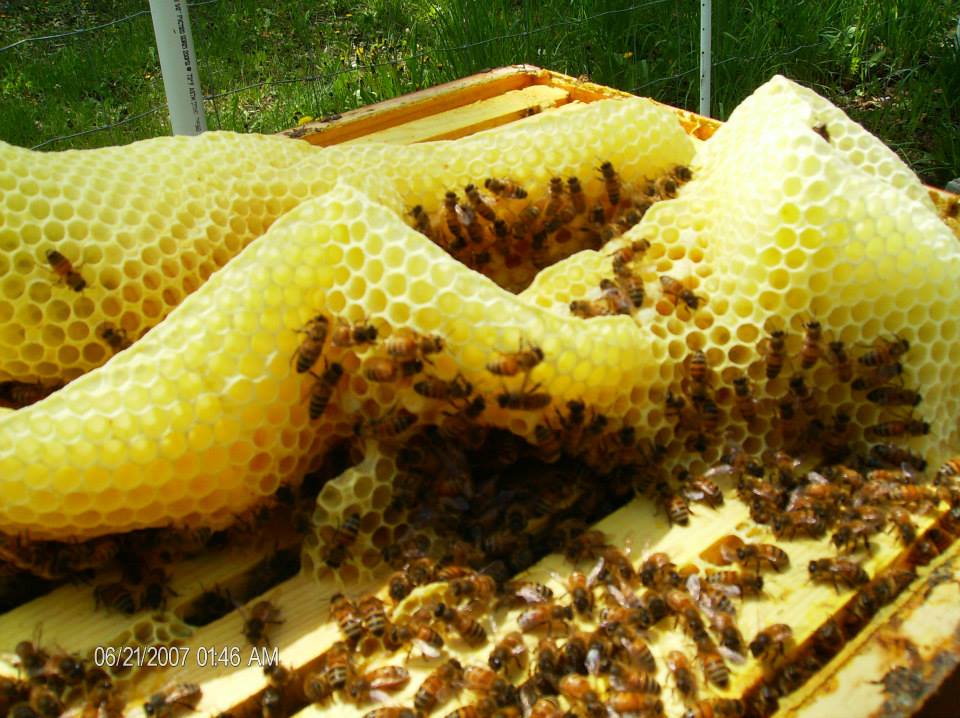 papa joe's local honey photo