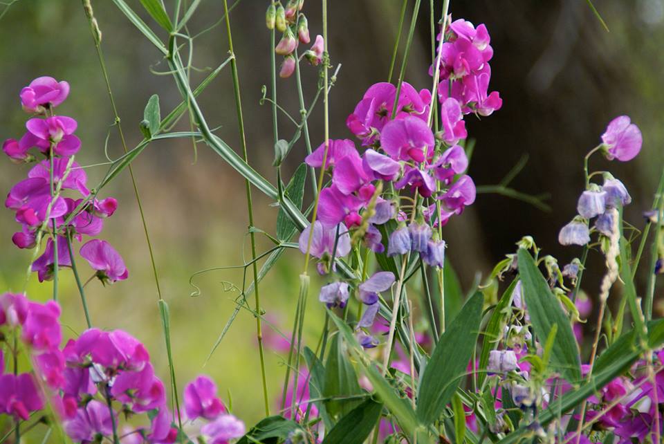 peace & plenty farm photo