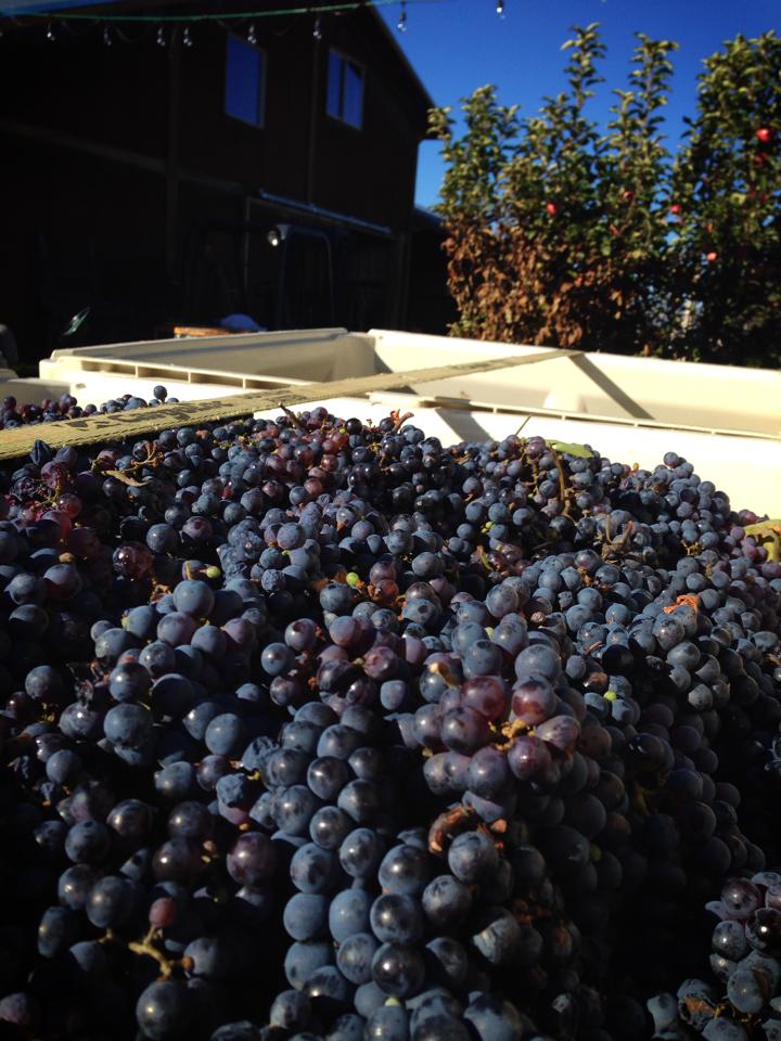 peachfork orchards & vineyard photo