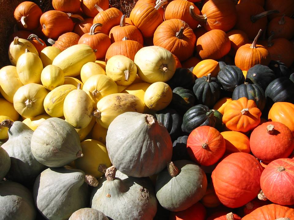 red wagon organic farm photo