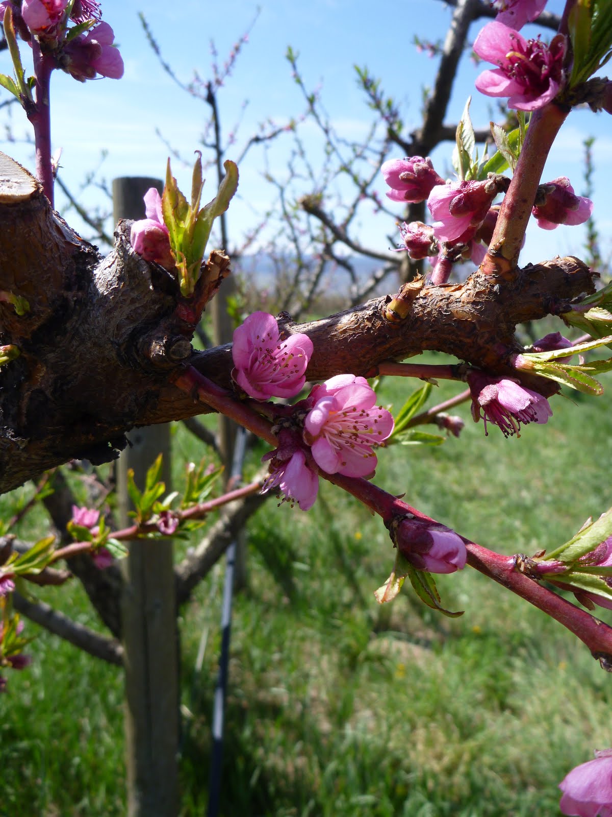 rogers mesa fruit company photo