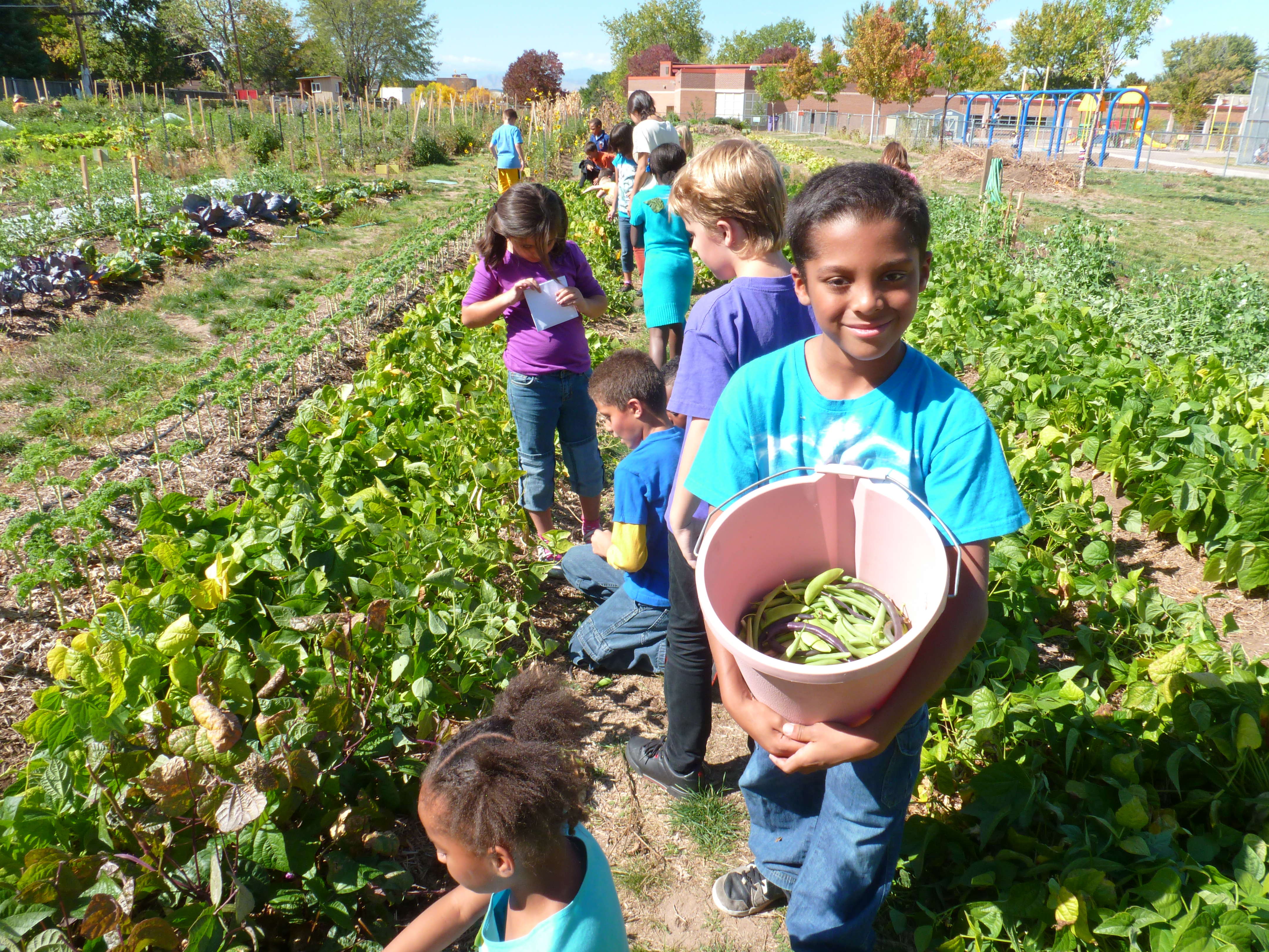 3rd grade picking green beans at denver green school community farm photo