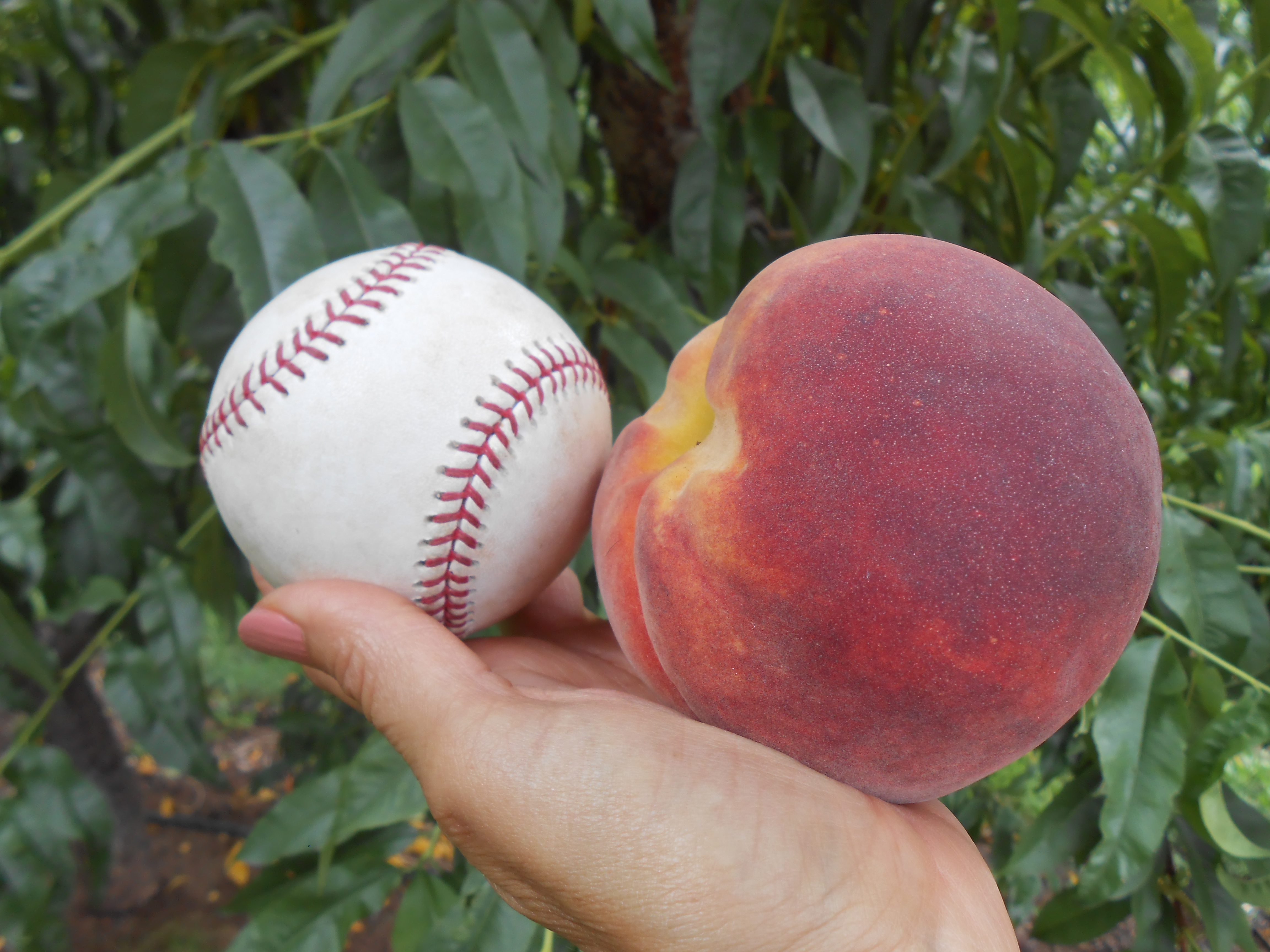 wag's world orchards' mission is to safety grow the biggest, the best tasting and the best quality of fruit and vegetables available to everyone at a reasonable market price. photo