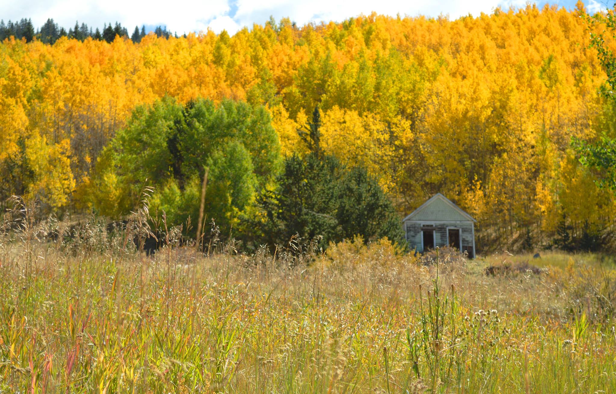fall foliage near cripple creek photo