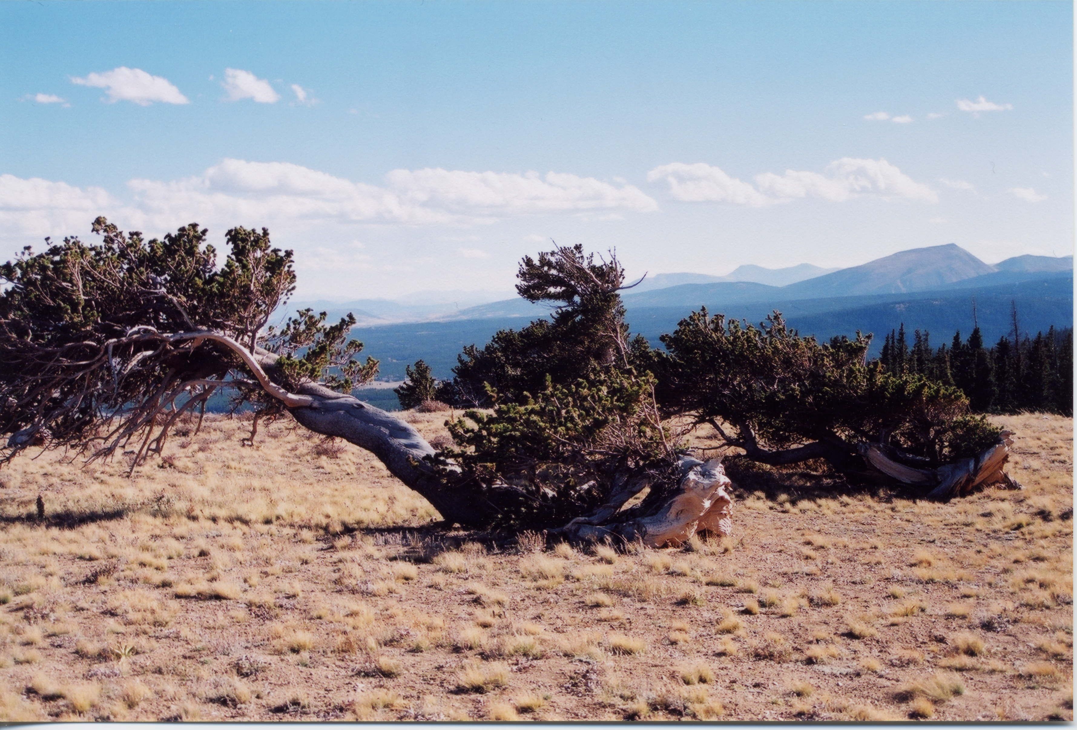 bristlecone pines above alma photo