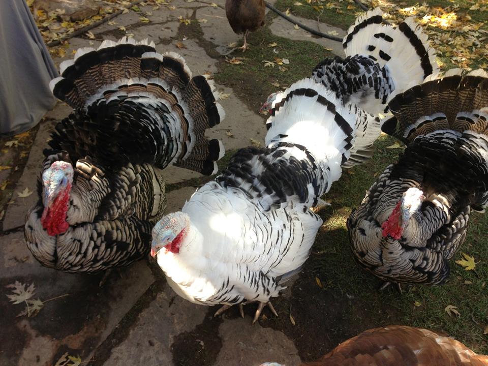 crested butte farmers market photo
