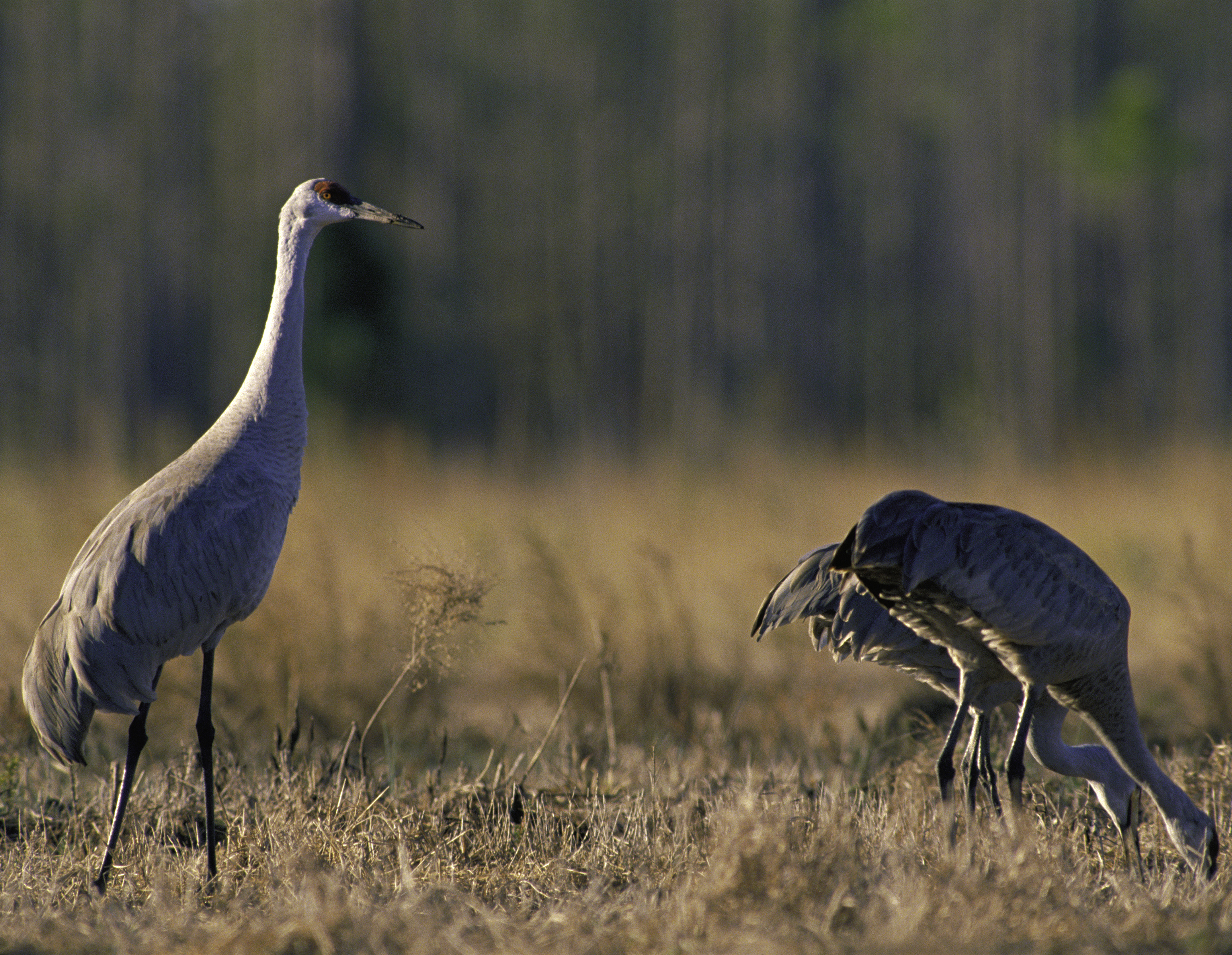 alamosa national wildlife refuge photo