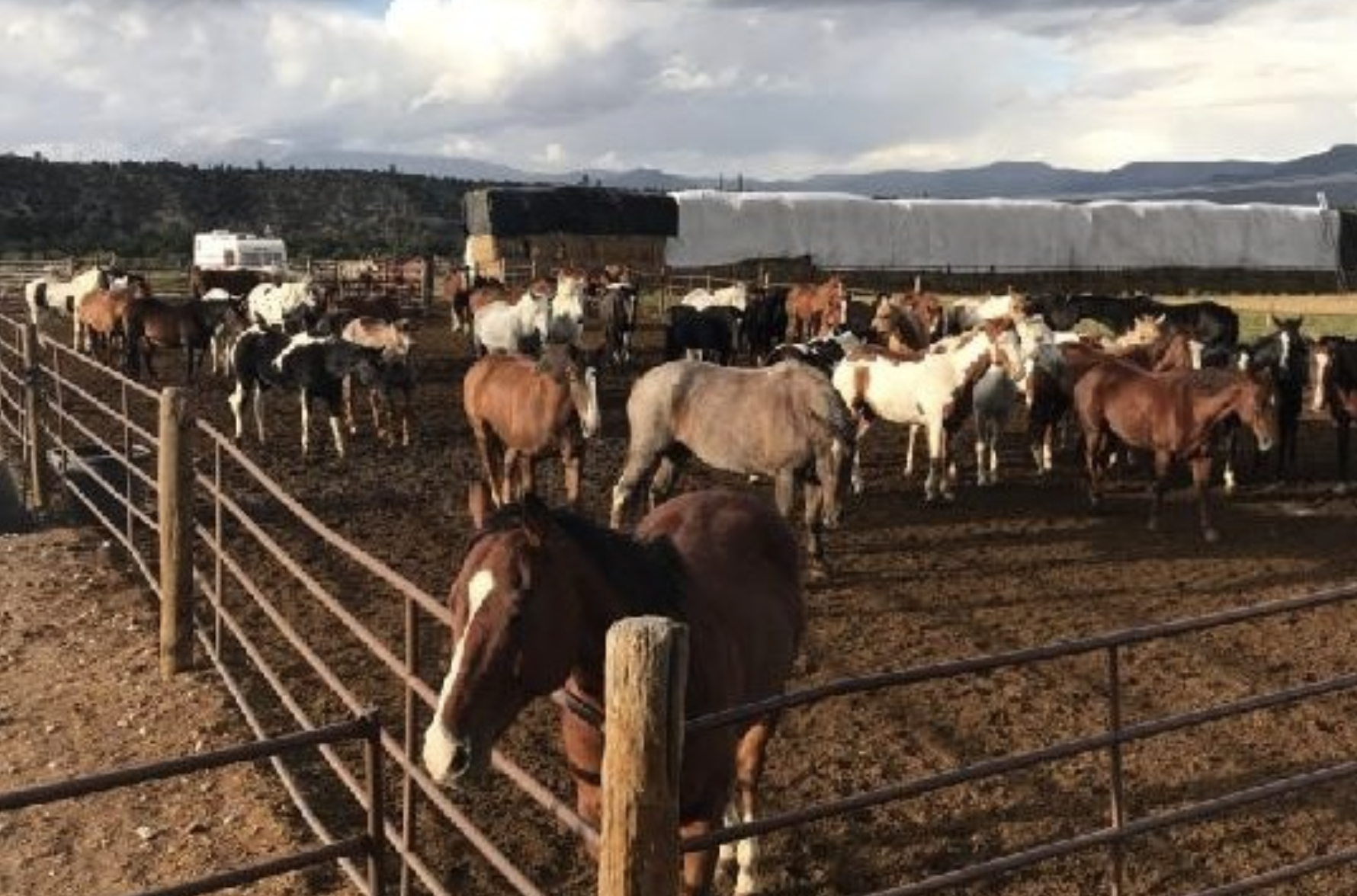 mt. princeton riding stables photo