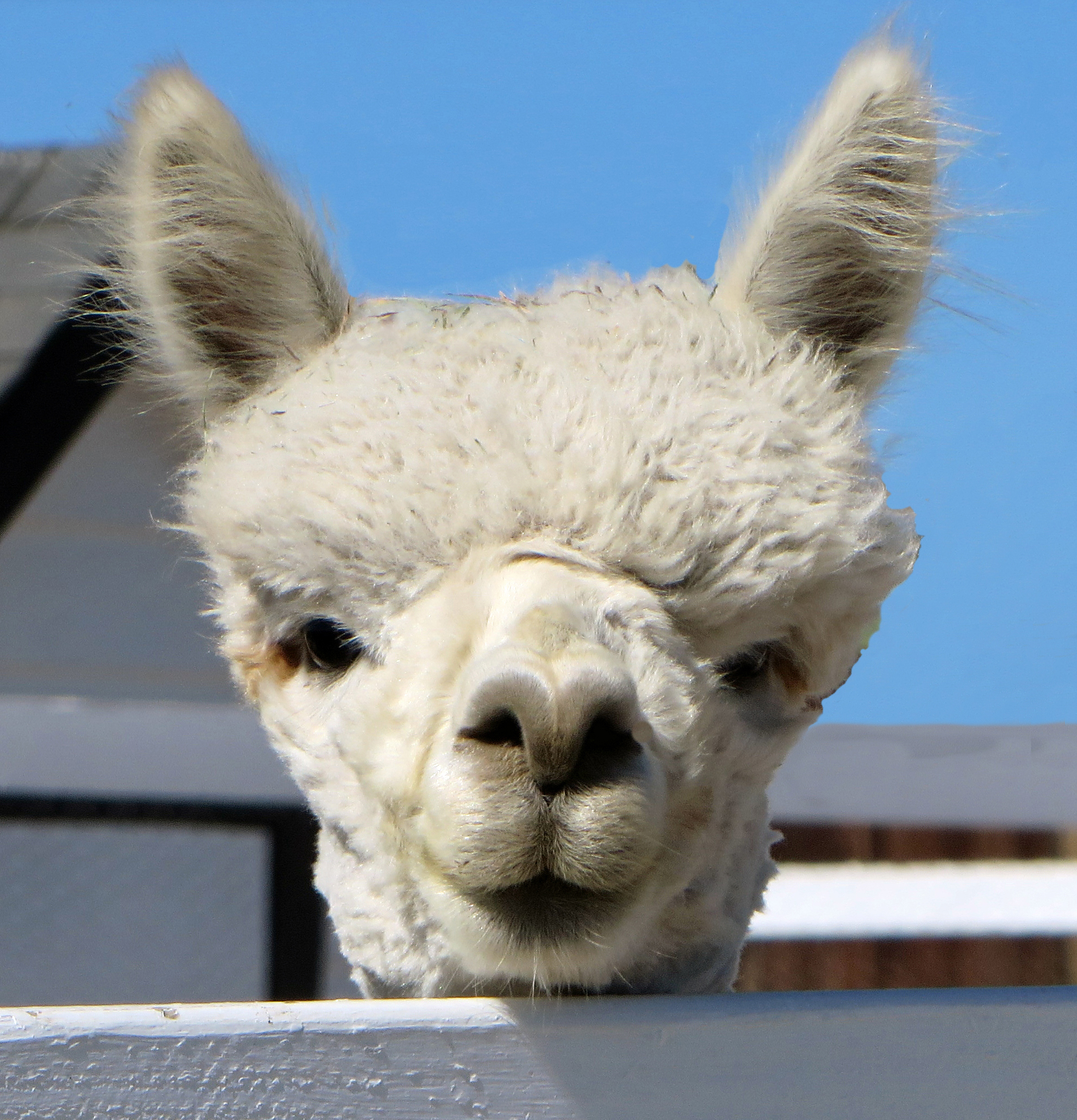 linden hills kira photo