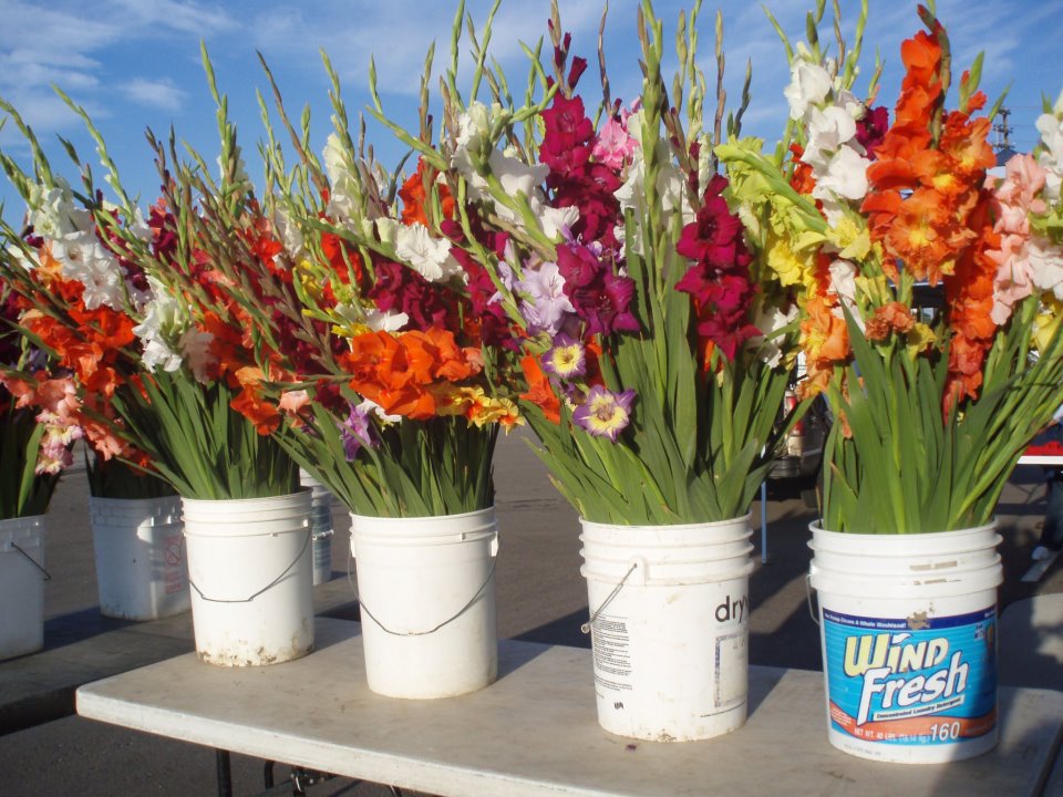 fort collins farmer's market photo