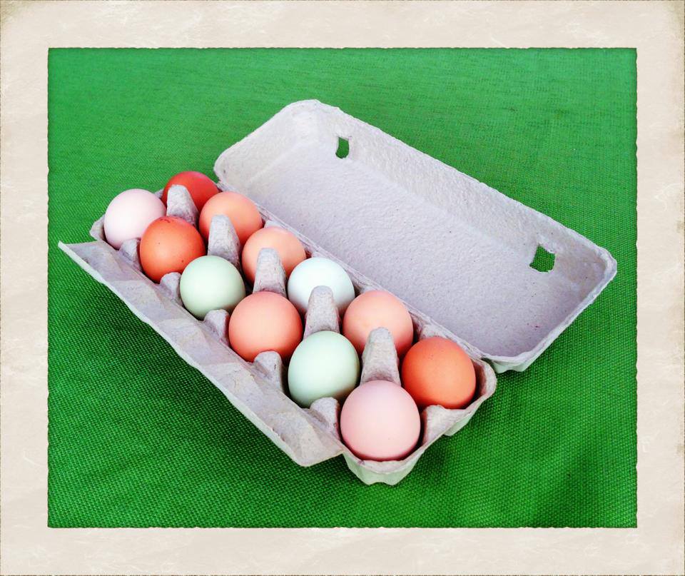 colorado farm & art market photo